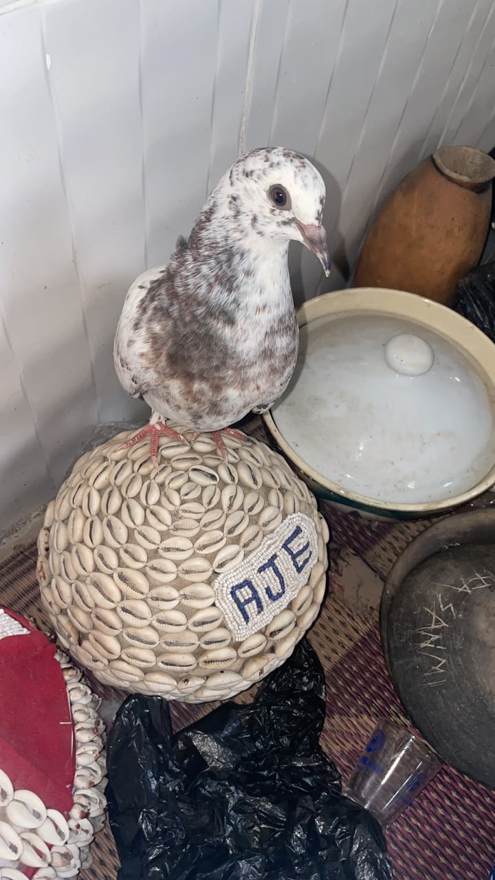 A white pigeon resting on a cowrie-covered vessel of the Ile