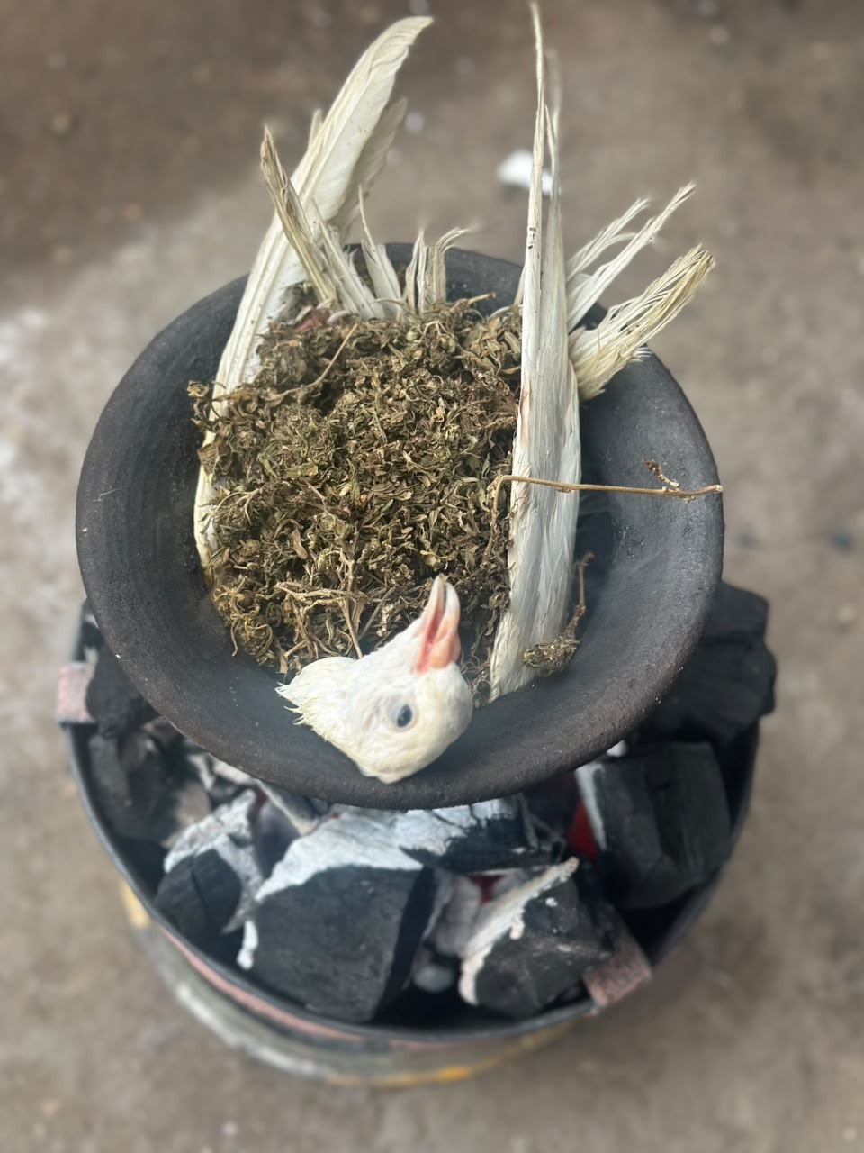Dried herbs and white feathers heaped in a mortar over the coals