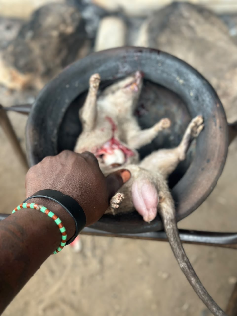 Baba's hand at work over the ẹbọ during the rite